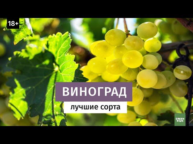 Виноград. Лучшие зимостойкие сорта. Северное виноградарство.