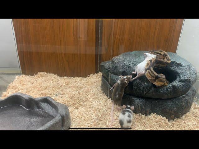 Ball Python Live Feeding 3 Mice All At The Same Time | BATTLE ROYALE