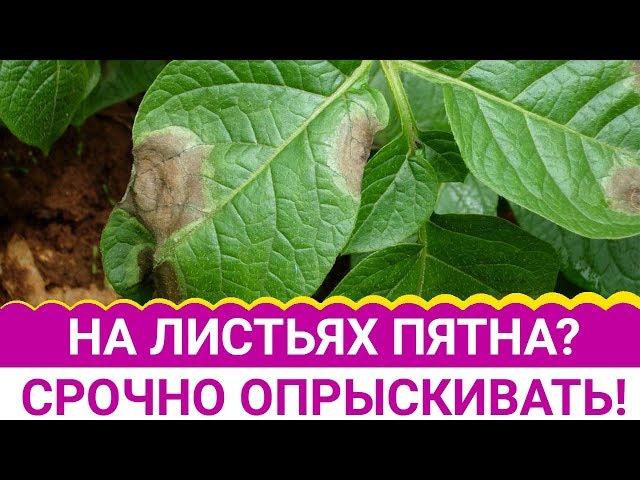 На листьях пятна? Срочно опрыскивать!