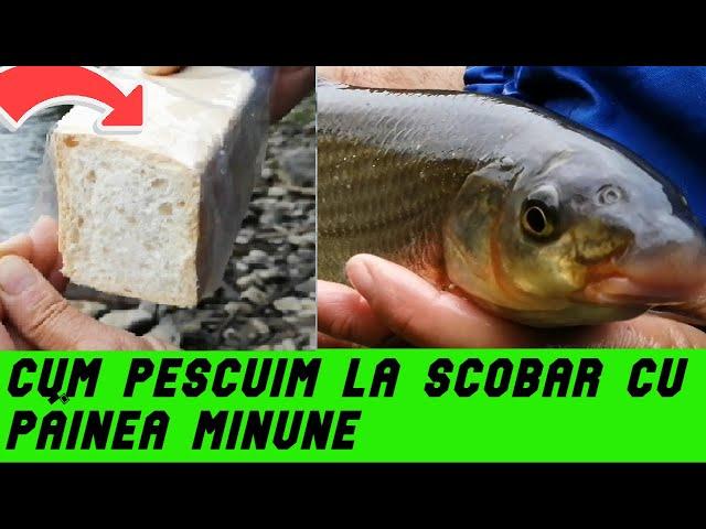 PESCUIT la Plută la Scobar #Cum Pescuim la Scobar cu #PÂINEA MINUNE