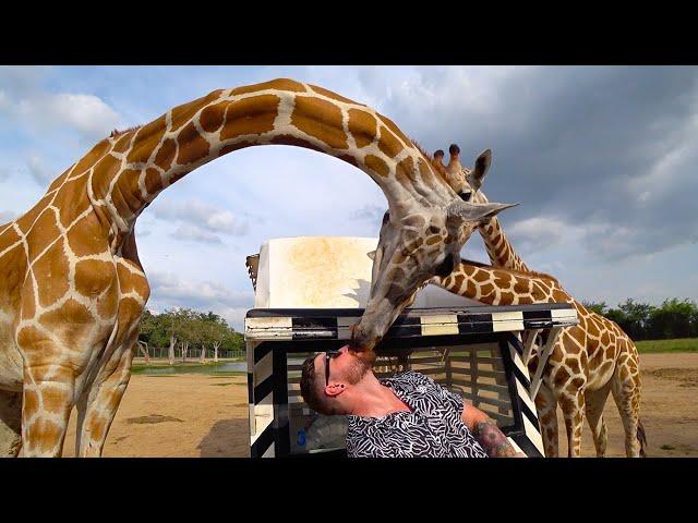 The Moment a Giraffe Eats My Face!  