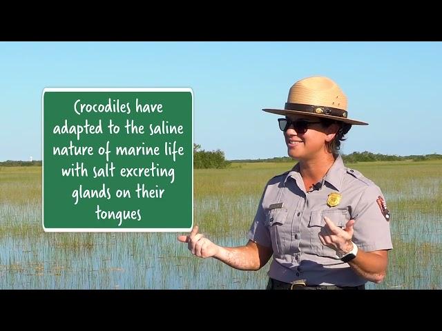 What’s the difference between a crocodile and an alligator? Everglades National Park