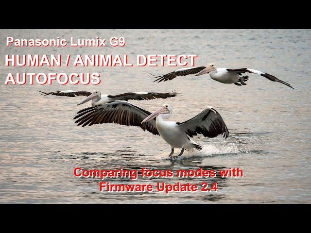 PANASONIC LUMIX G9: Comparing Human/Animal Detect Focus Modes in Firmware Update 2.4