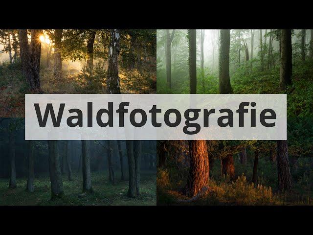 TIPPS zur NATURFOTOGRAFIE im WALD