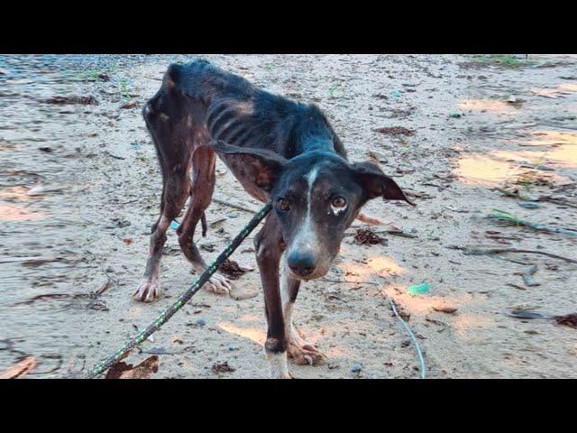 A Dog Tearfully Begs For Help, Standing Quietly Seeing His Friends Going to End