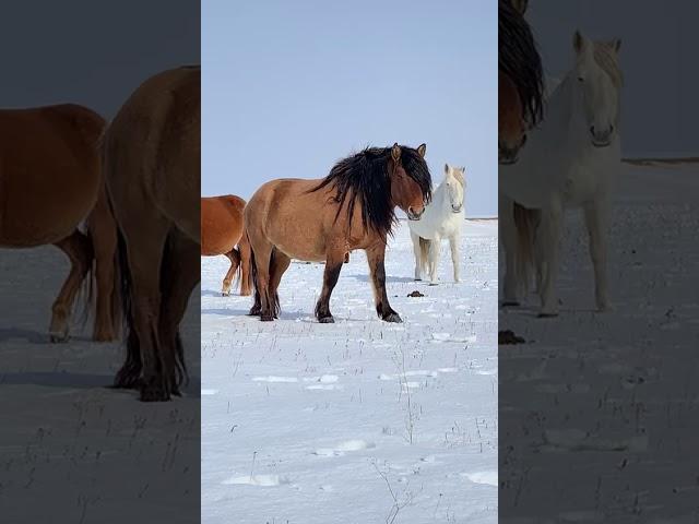 племенной башкирский жеребец