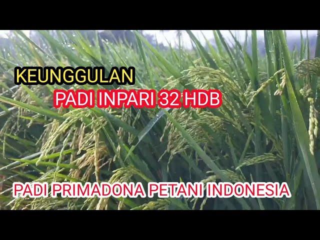 Keunggulan Padi Inpari 32 HDB // padi primadona petani  Indonesia