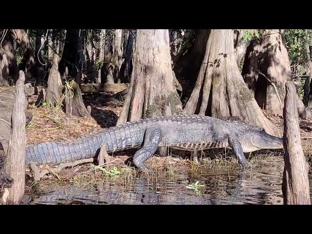 Alligators In Florida's Wilderness