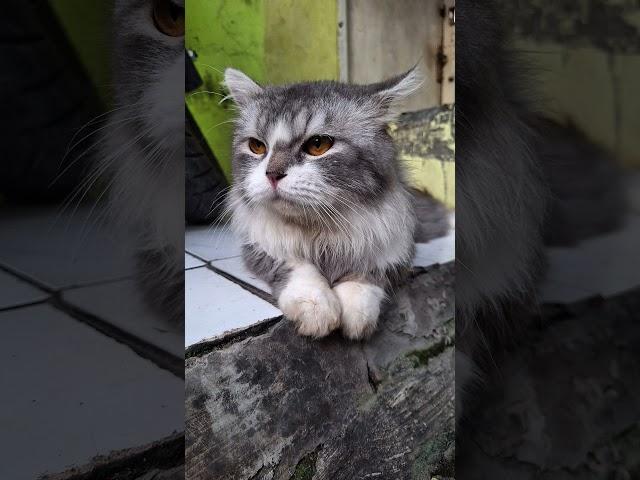 Sinobel kucing galak suka menyerang sesama kucing