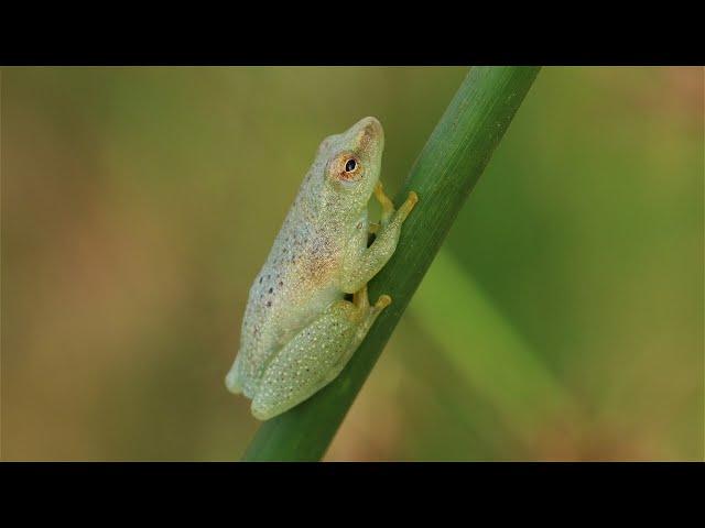 Insects from Kenya