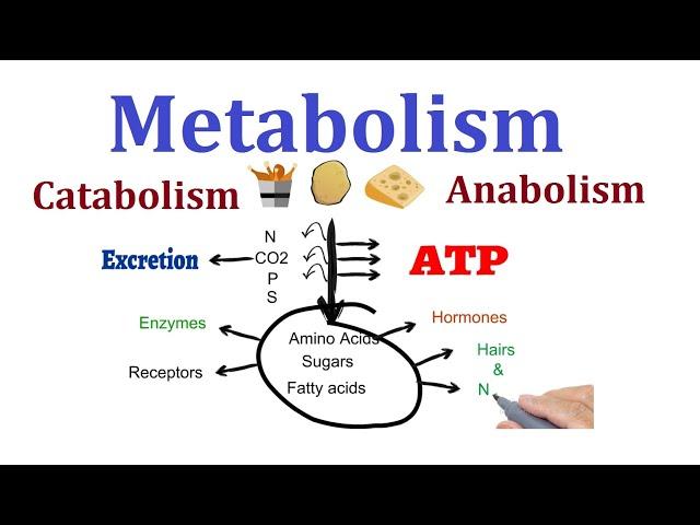 Concept of Metabolism  (Catabolism and anabolism)