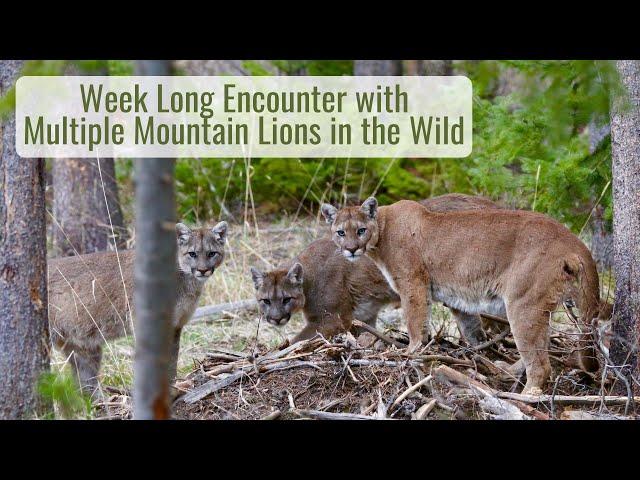 Week Long Up Close Encounter with Multiple Mountain Lions, Wildlife Photographer's Dream Experience!
