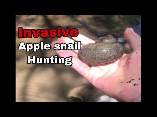 Invasive Apple Snail Hunting Part 2!