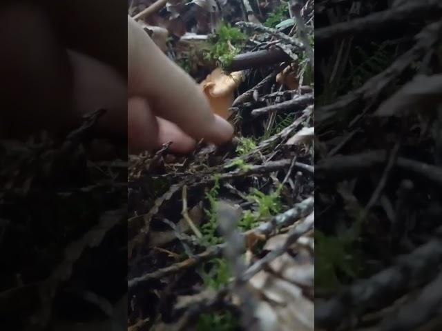 FALL Chanterelle Mushroom  picking #shorts #pnw #mushroom #mushroompicking #bolete #Oregon #organic