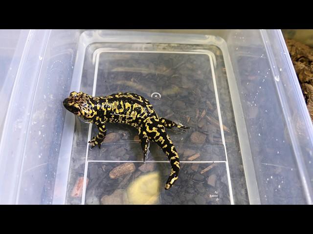 Fire Salamander giving Birth