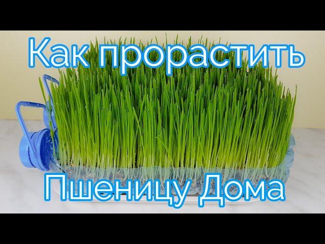 Как Проращивать Пшеницу Дома How to Sprout Wheat Grass at Home 밀새싹 키우기