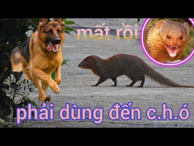 ĐI THU BẪY ~ ĐƯỢC HÀNG KHỦNG, PHẢI DÙNG ĐẾN CHÓ