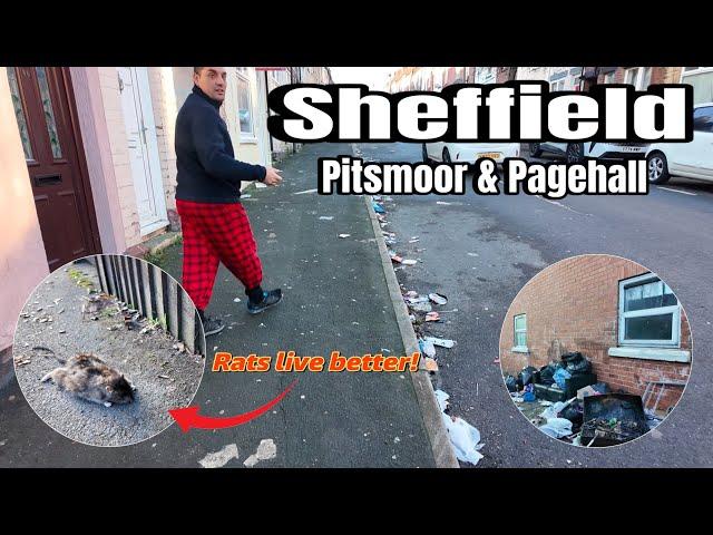 SHEFFIELD - RAT Infested Streets! The People Have Had Enough. (The UK Is Finished)