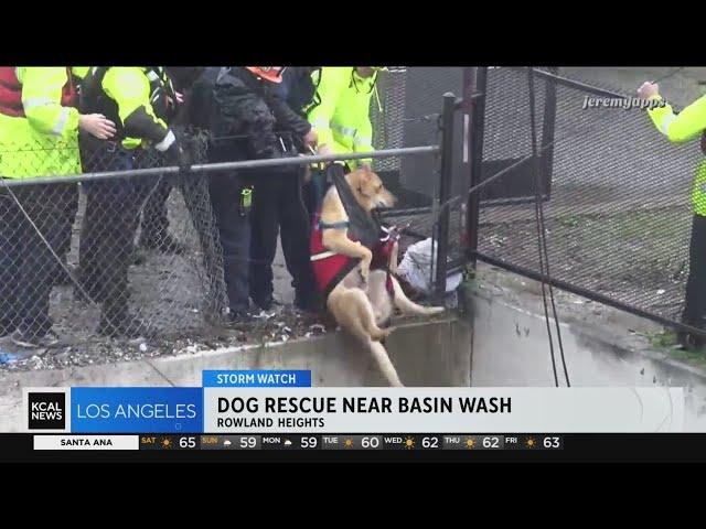 Rescue crews save dog from basin wash in Rowland Heights