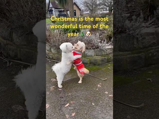 Christmas celebration for Eggy and his bestie  Merry Christmas! #christmas #dog#puppy