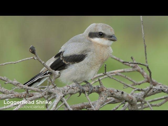 The Birds and Wildlife of Galveston Island, Texas.