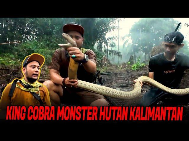 KING COBRA KALIMANTAN LEBIH GALAK DAN MEMAT1K4N