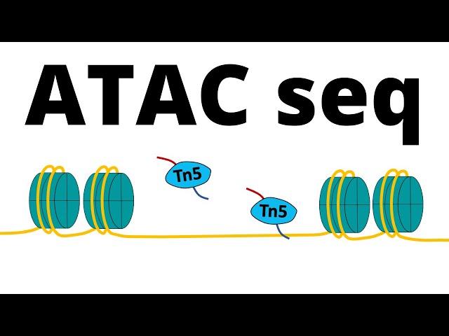 ATAC Sequencing