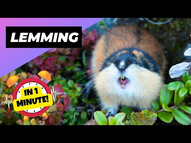 Lemming  The Unexpected Fury Of These Tiny Creatures | 1 Minute Animals