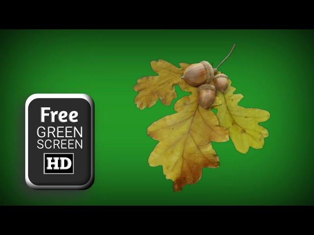 Leaves fall green screen | green screen leaves effect | green screen effect tree leaf