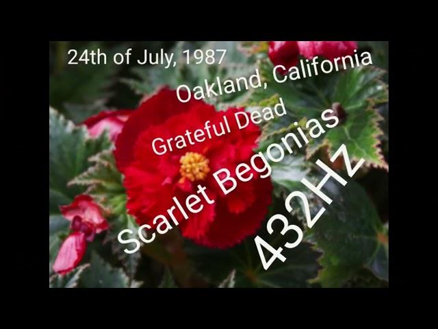 Scarlet Begonias 432Hz Aquarium Concert Series #3: Grateful July 24th 1987 Oakland CA