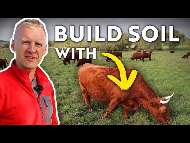 REGENERATIVE GRAZING: Using Cows to Rebuild Soil After a Century of Tillage.