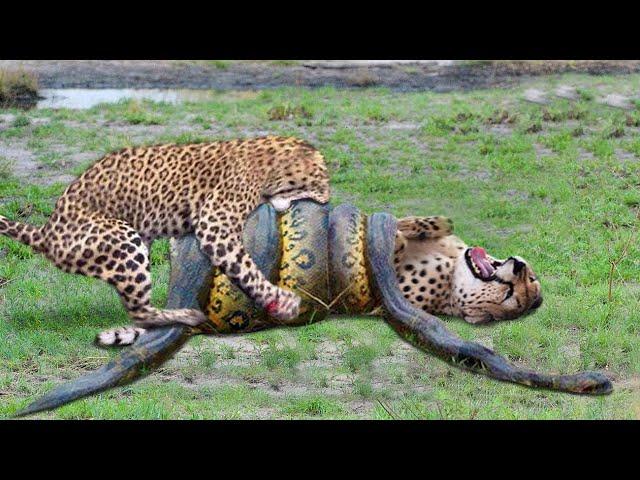 Top 10 Strongest Predators In The Wild - Prey VS Predator - Blondi Foks