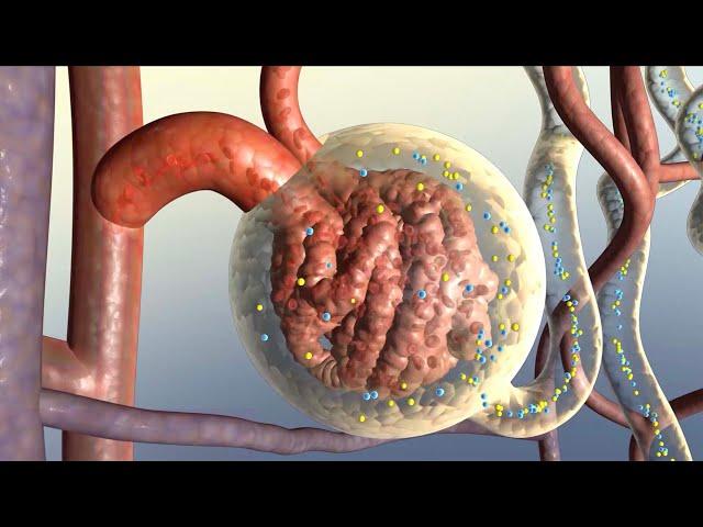 How Your Kidneys Work