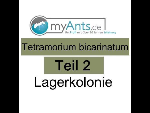 Tetramorium bicarinatum Teil 2 Lagerkolonie