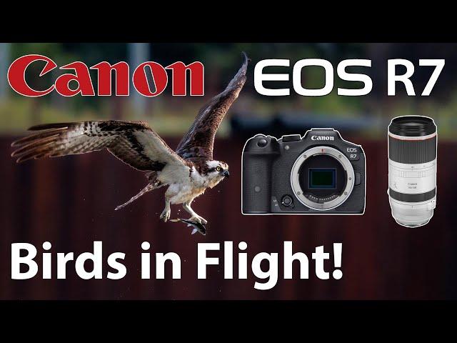 Canon R7 • Birds in Flight • RF 100-500 • Photography