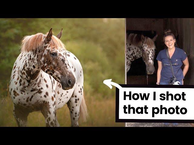 The [Scottish] Horse Photoshoot - Behind the scenes, through the lens view of an equine photograph!