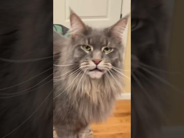 Talking Maine Coon and Ragdoll Cat | Blue Tabby #catlovers