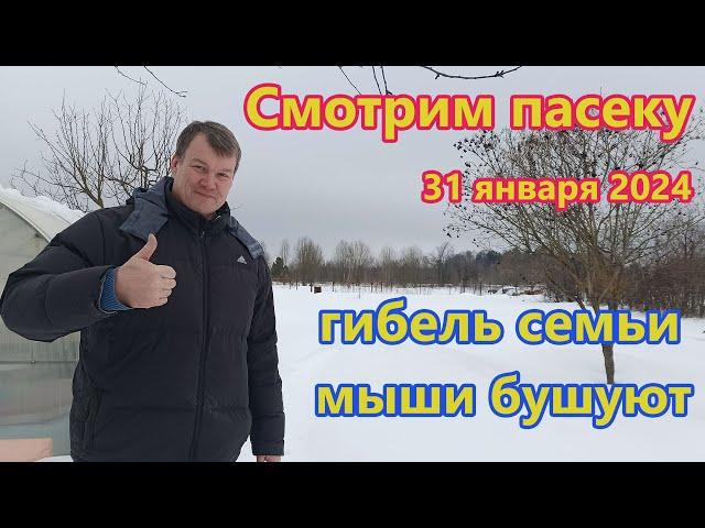 Смотрим пчел 31 января, гибель семьи и мыши в улье.