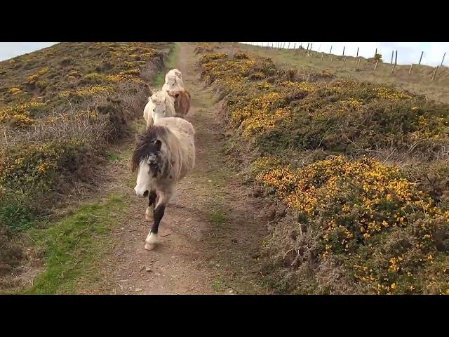 Ponies trotting on coastal horse ride