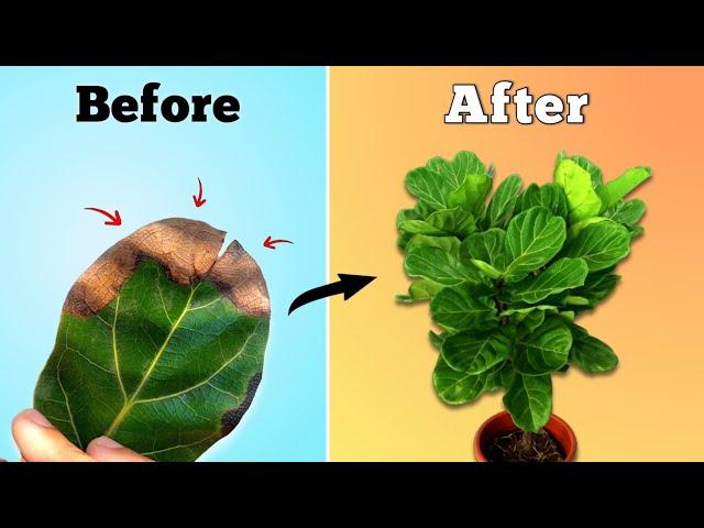 Fiddle Leaf Fig Tree Care - Stop Leaf Drop in Fiddle Leaf Fig