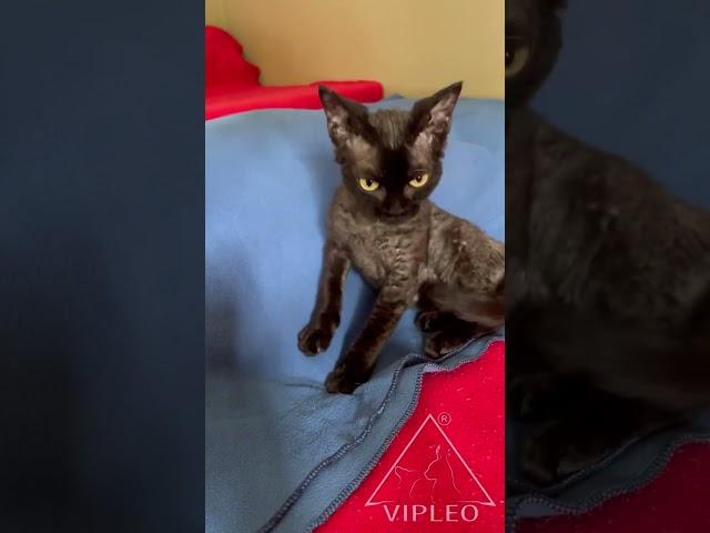 Devon Rex from Vipleo