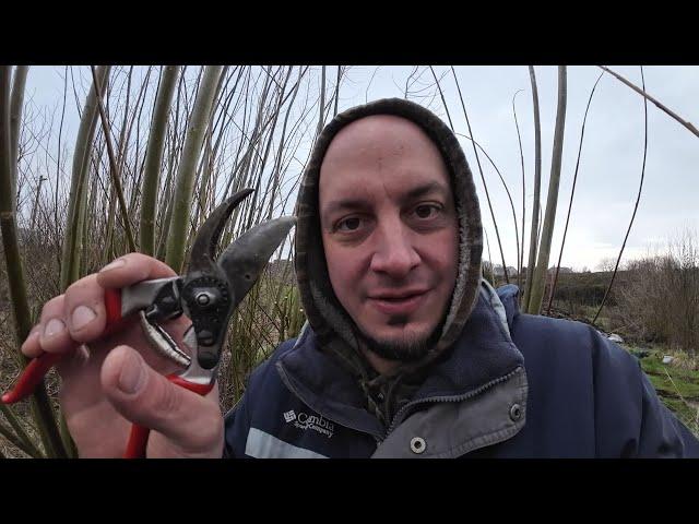 How to Prune and Plant Willow Trees from Cuttings (Hedge & Shelterbelt)