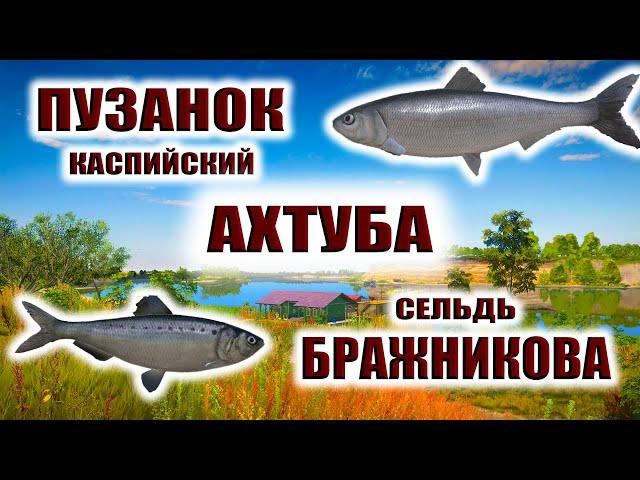 Пузанок Каспийский. Сельдь Бражникова.  Ахтуба. Очень активно клюет. РР4