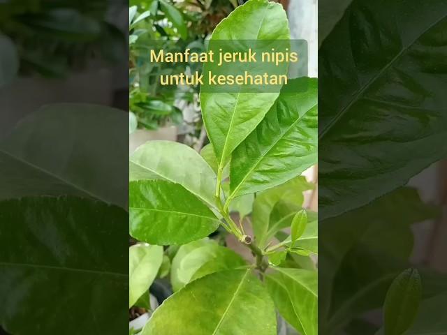 tanaman jeruk nipis#jeruk nipis#buah#tanaman obat