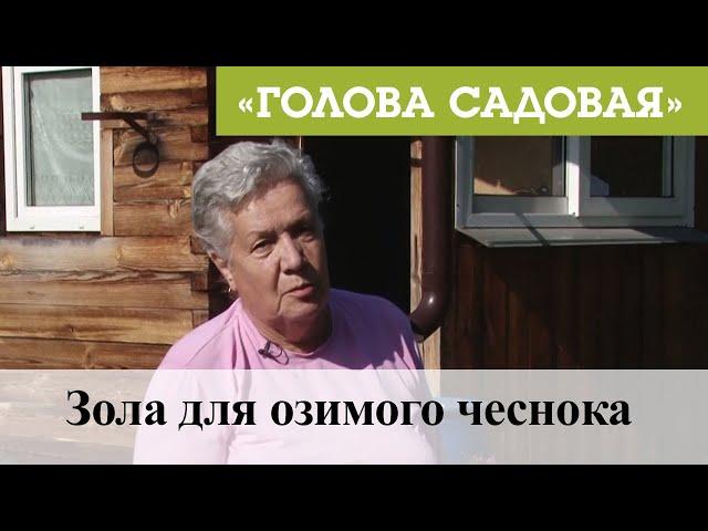 Голова садовая - Зола для озимого чеснока