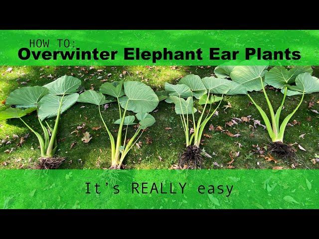 Here's how I Overwinter Elephant Ear Plants!