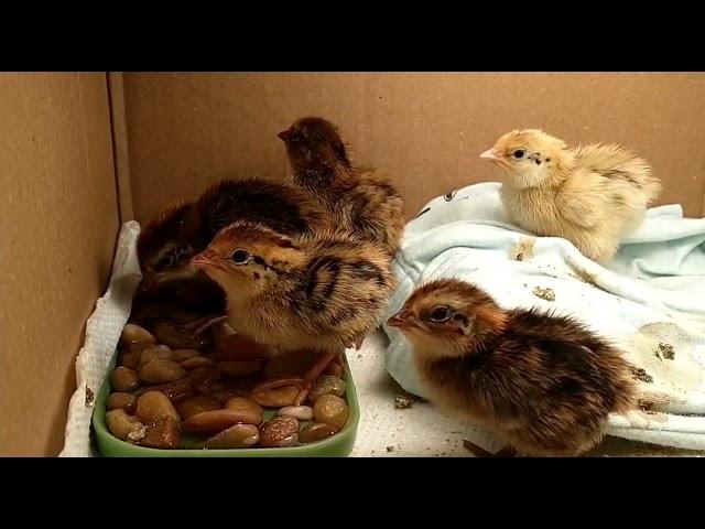 closer look of baby quails drinking water for the first time