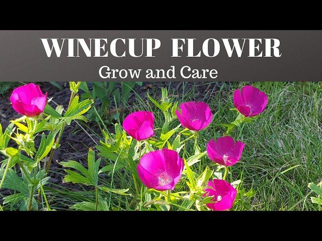 How to grow Winecups Flower - Callirhoe Involucrata