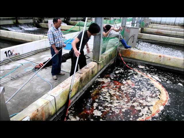 Momotaro Koi Farm - Jumbo Tosai Tategoi Selection - Koibito Japan