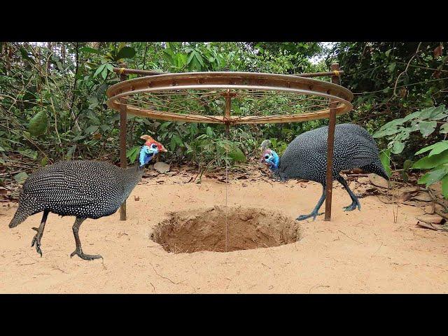 Creative Underground Guinea Chicken Trap Using Bike Tools And Wood - Simple Guinea Trap